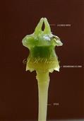  Pistil Head